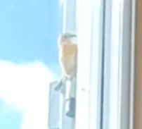 Capture10.jpg