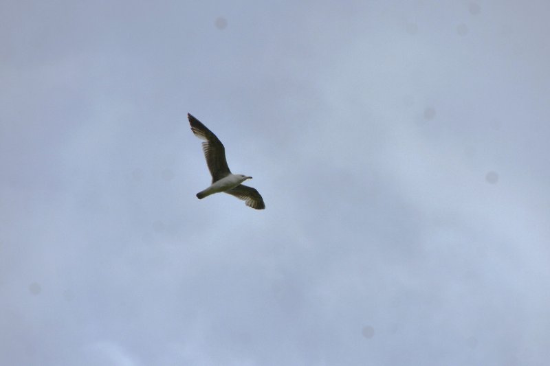 DSC_1401.JPG