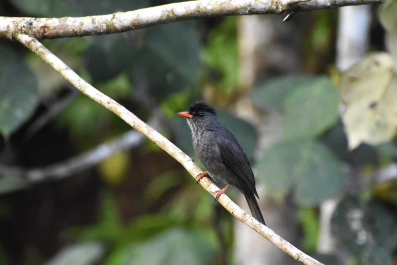 Bulbul de Madagascar.JPG