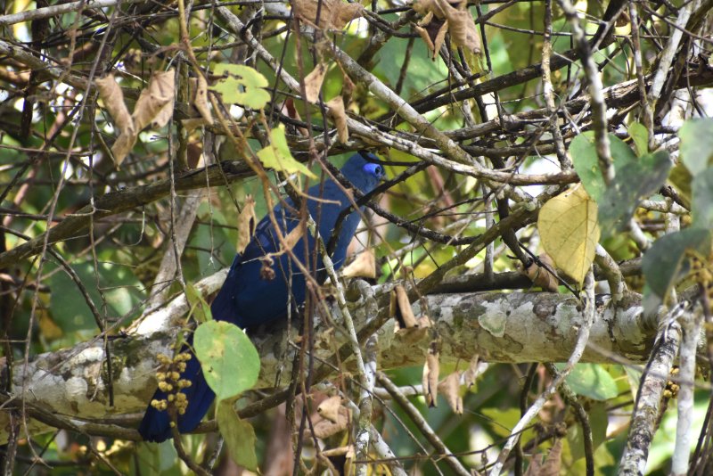 Coua bleu.JPG