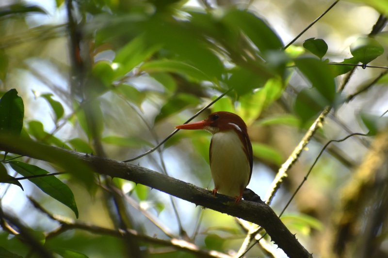 Martin-pêcheur malgache.JPG