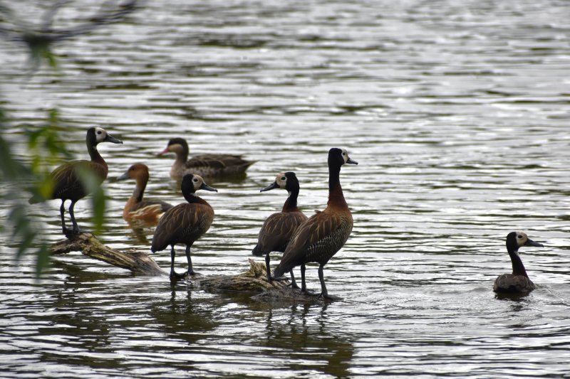 Dendrocygne veuf, Dendrocygne fauve, Canard à bec rouge.JPG