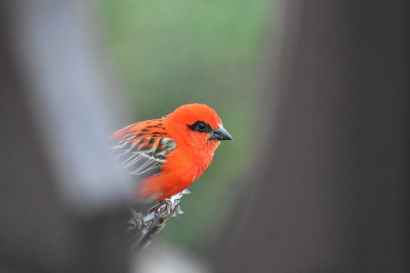 Foudi rouge mâle.JPG