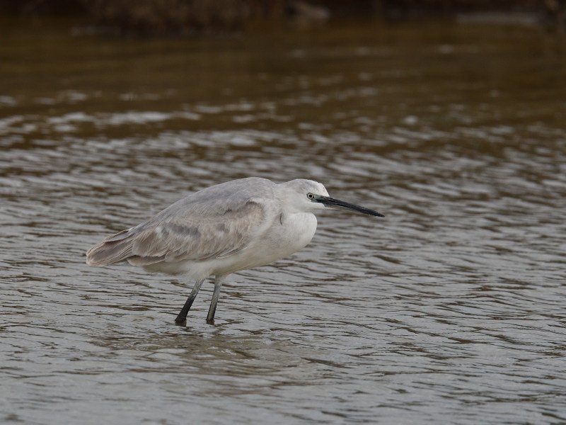 Aigrette garzette.JPG