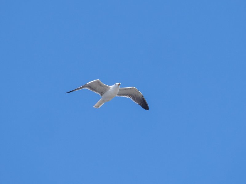 P1001206.jpg