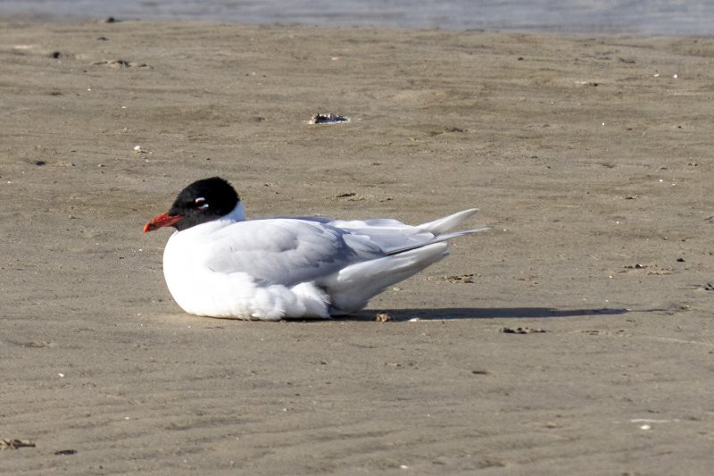 Mouette mélanocéphale_0314.JPG