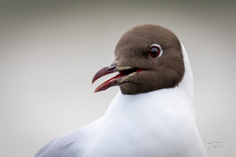 Mouette rieuse_2086.JPG