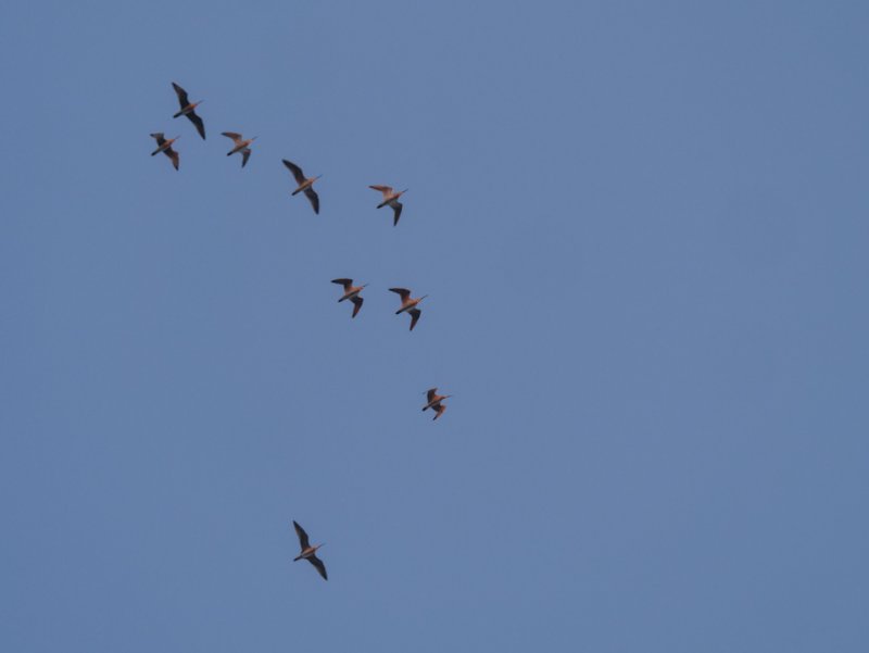 P1001299.jpg