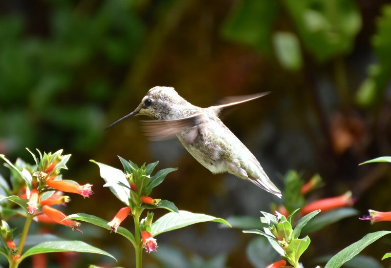 FJO_0470_1.JPG