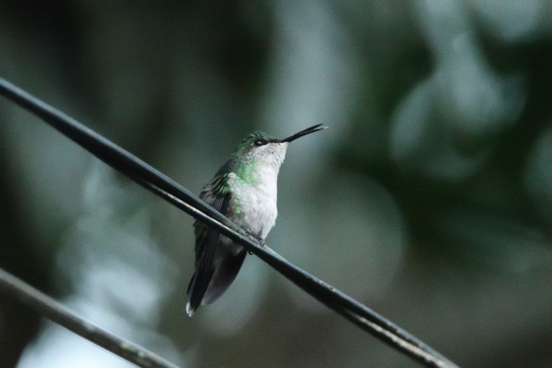 DSC_0534.JPG