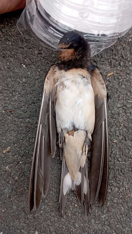 hirundo 6.JPG