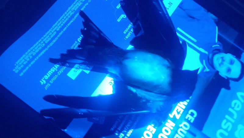 Hirundo 3.jpg
