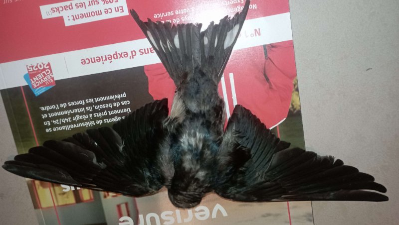 Hirundo 2.jpg