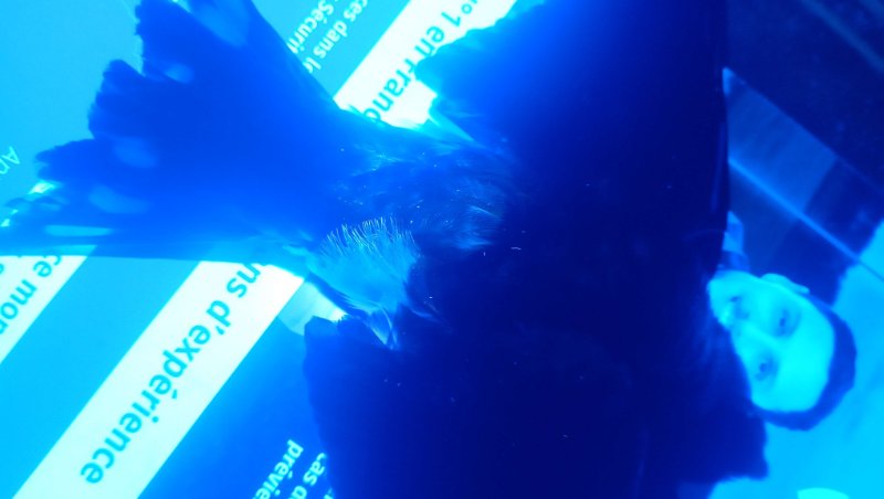 hirundo '.JPG