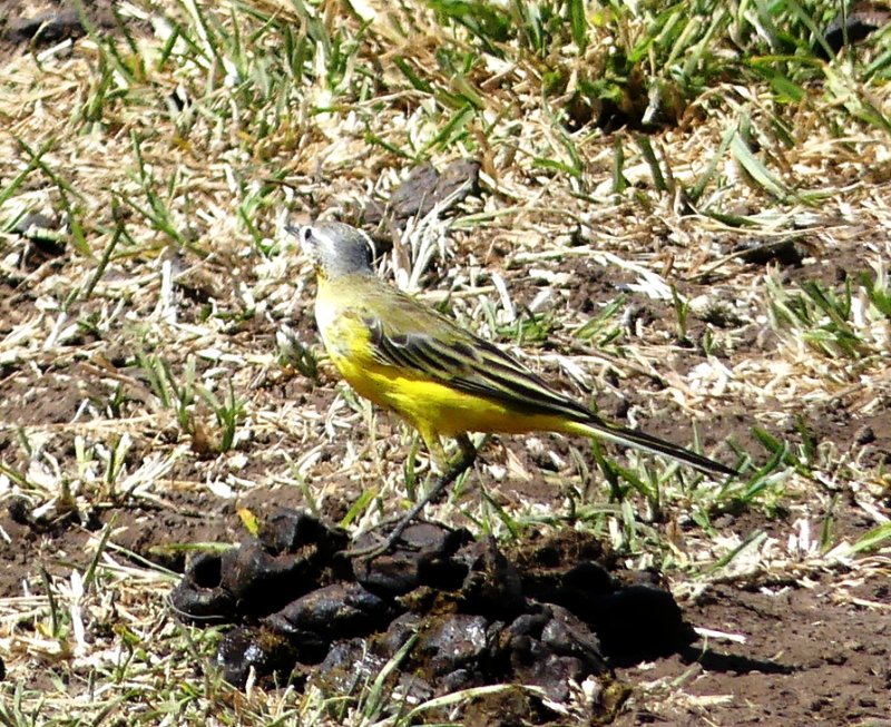 Bergeronnette printanière 23022025 Ngorongoro Tanzanie.JPG