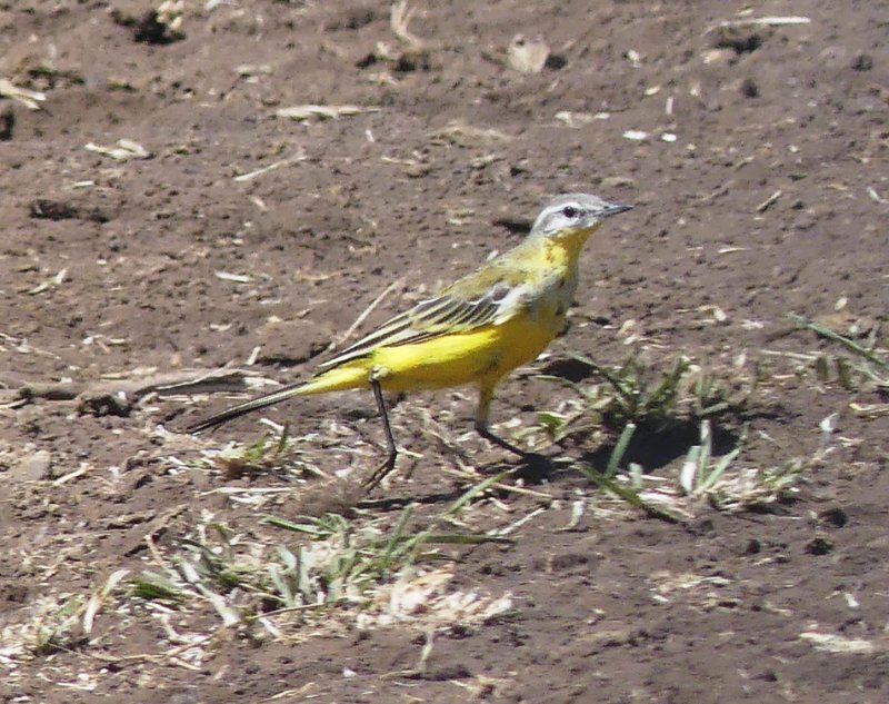 Bergeronnette printanière 23022025 Ngorongoro Tanzanie (2).JPG