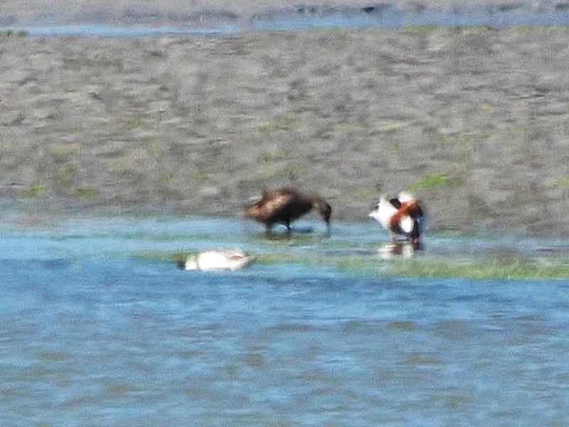 Eider à tête grise 202507 Hillion (2).JPG