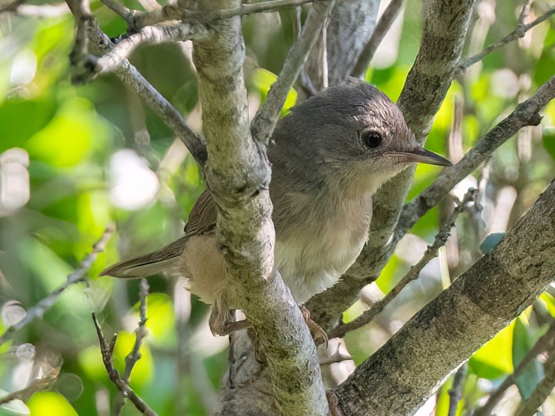 Oiseau-aLrcDnPf-Saint-Antonin-0625.jpg