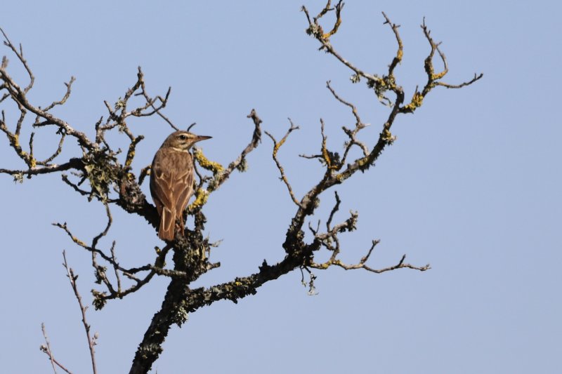 Pipit des arbres.JPG