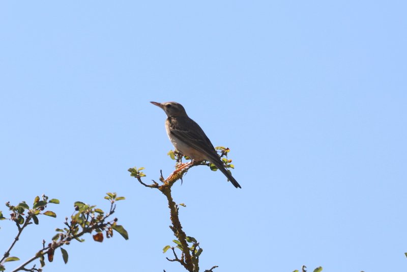 Pipit rousseline.JPG