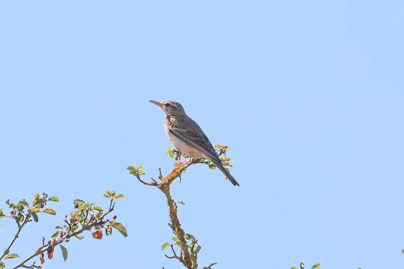 Pipit rousseline.JPG