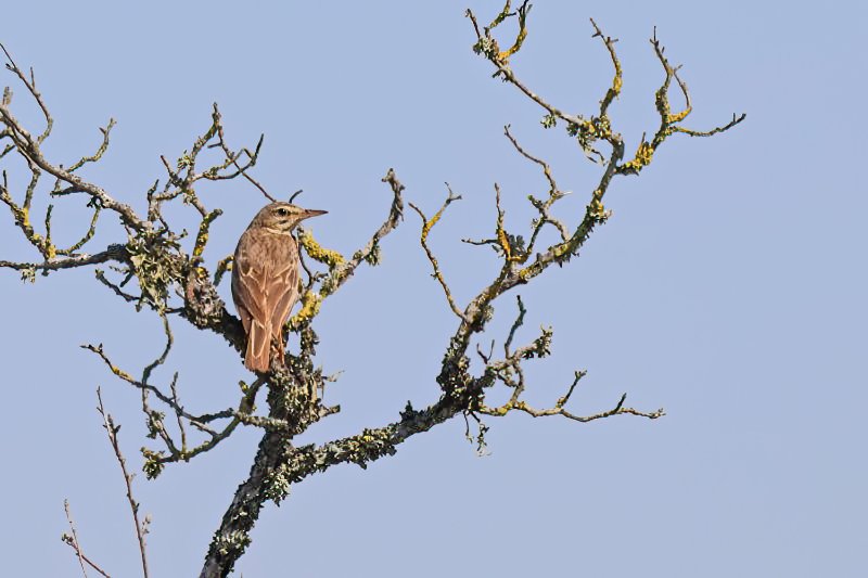 Pipit des arbres.JPG
