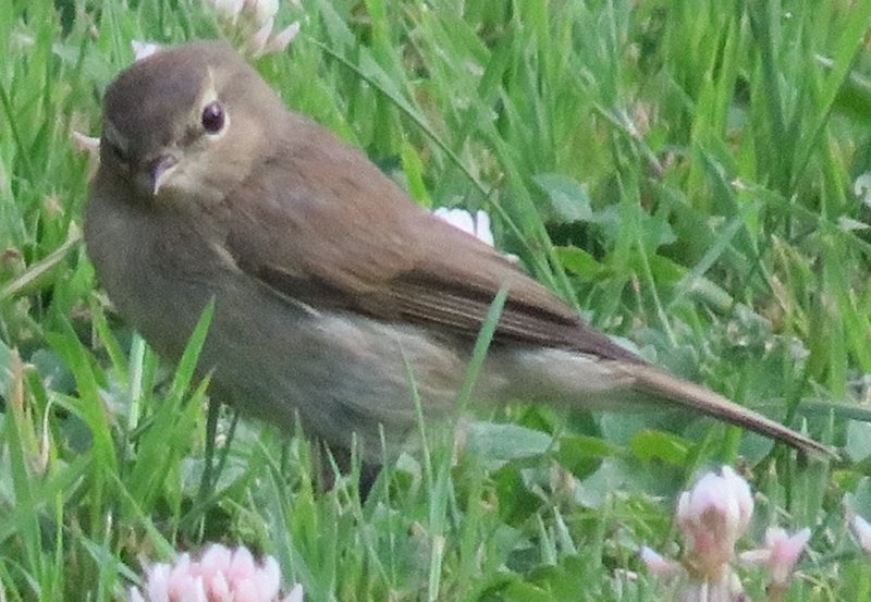 QUEL OISEAU .JPG