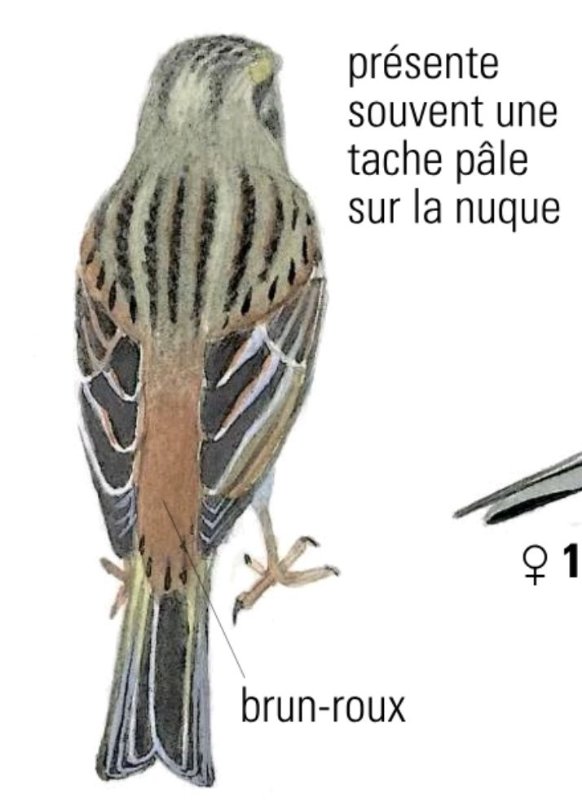 bruant dessin.jpg