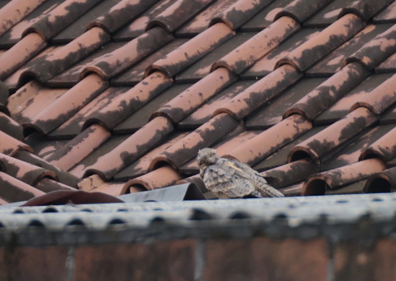 Engoulevent Bali 1.jpg