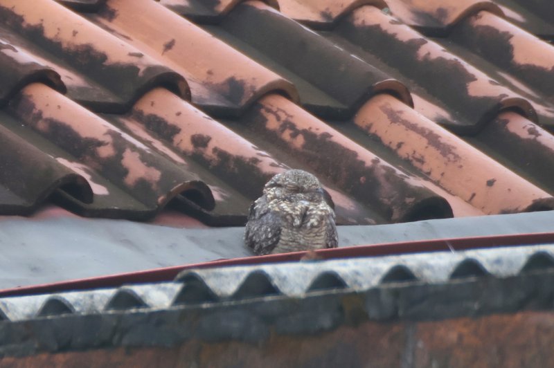 Engoulevent Bali 6.jpg