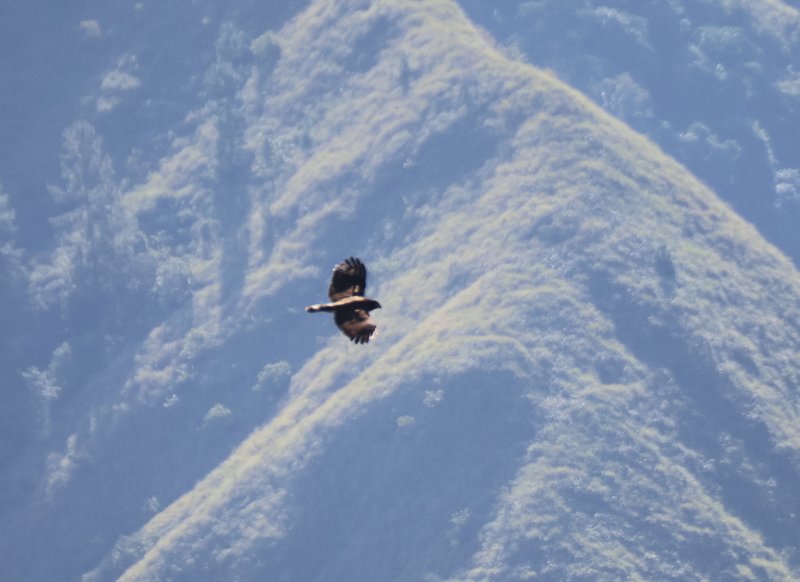 rapace Toraja 1.jpg