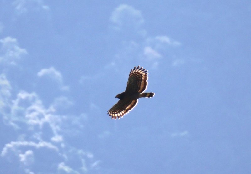 Rapace Toraja 3.jpg