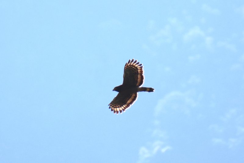 Rapace Toraja 4.jpg