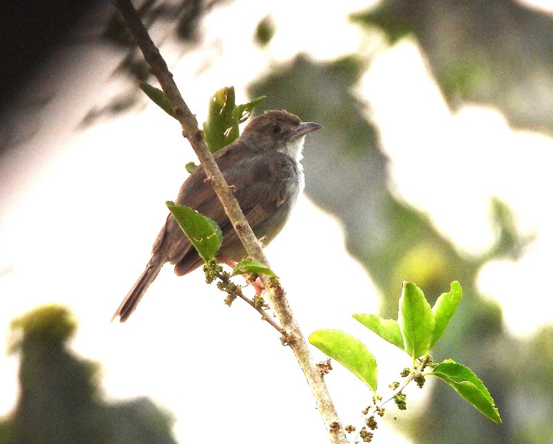 DSCN2251 bis.JPG