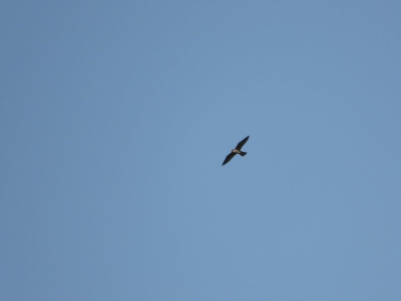 DSCN7271.JPG