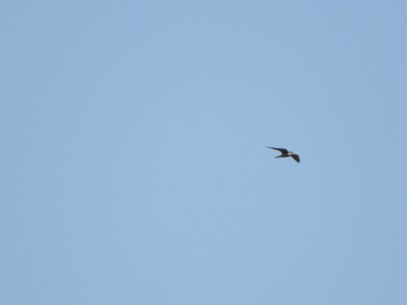 DSCN7272.JPG