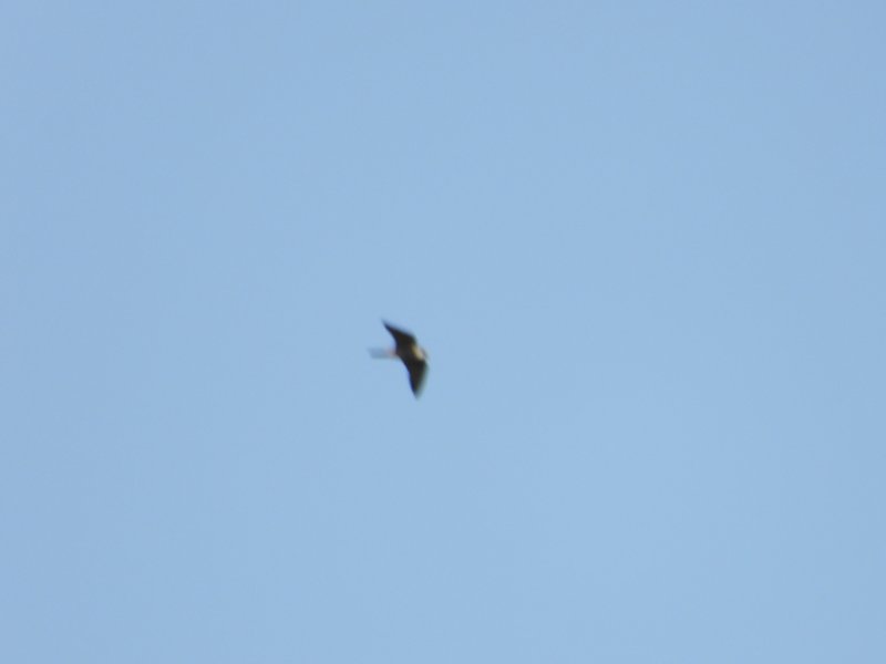 DSCN7273.JPG