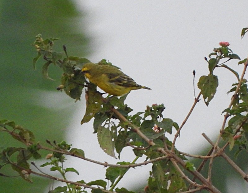 DSCN2449.JPG
