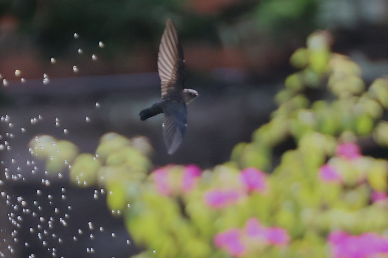hirondelle Bali.JPG