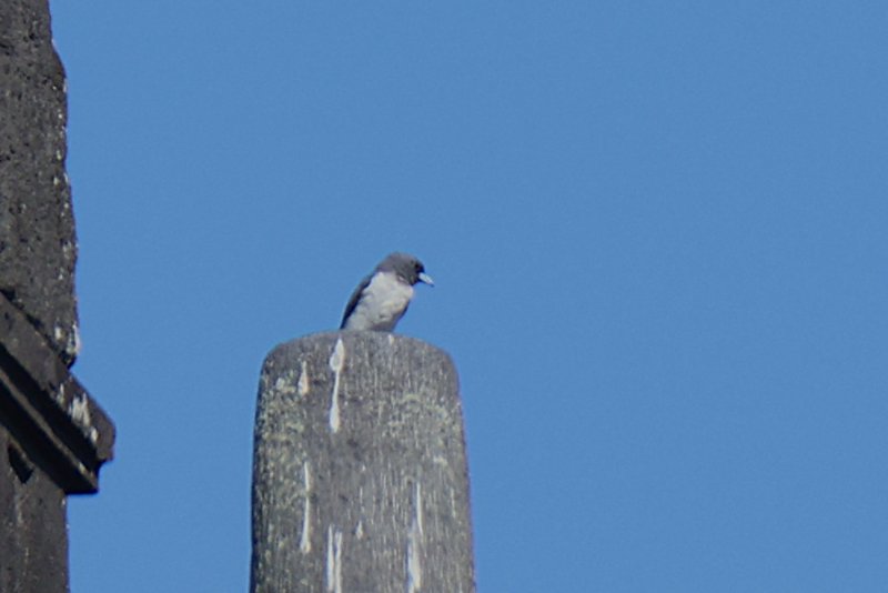 oiseau pranbanan.JPG