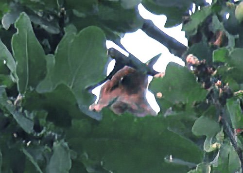 20250817075555 (1).JPG