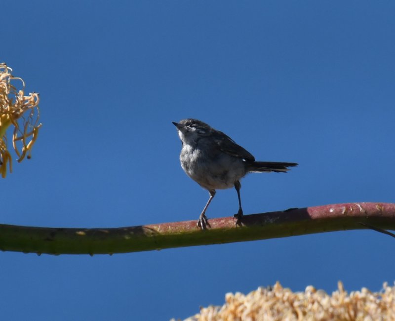 DSC_9223a.jpg
