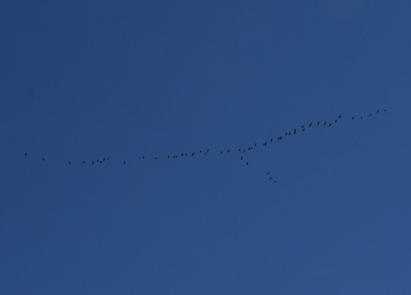 DSC_8363a.jpg