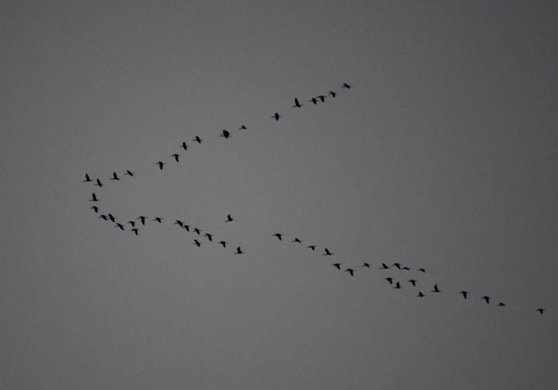 DSC_9734a.jpg