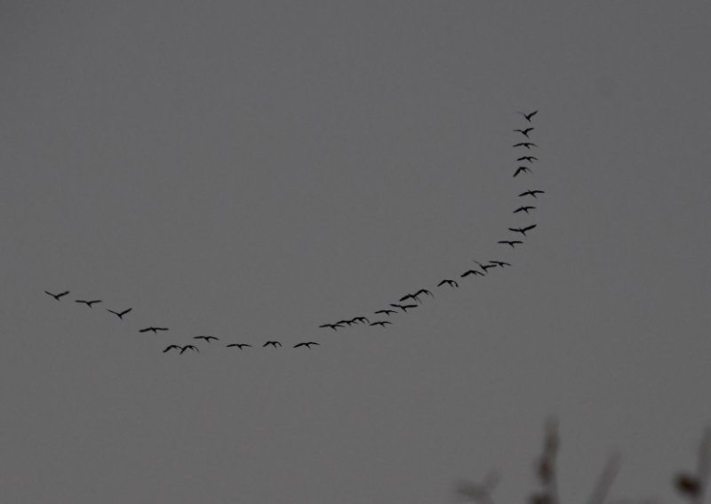 DSC_9999a.jpg