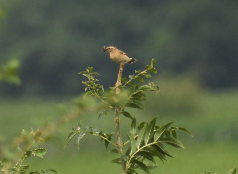 tarier des prés 27 08 25 1.JPG