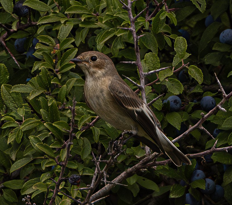 A78A7214-Modifier.jpg