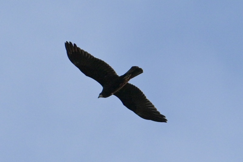 Oiseaux Vaour dont Loriots_MB6_0809_4K.jpg