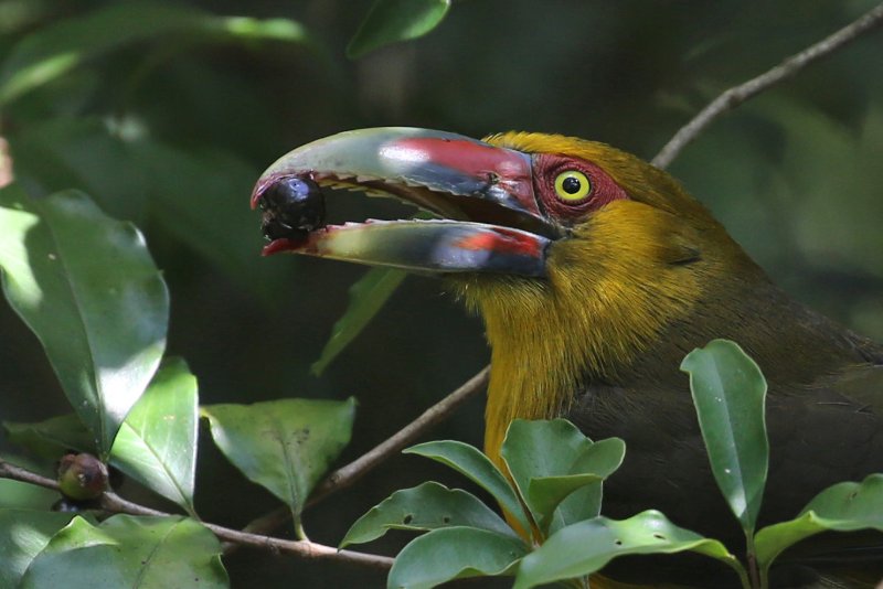 SaffronToucanet_Misiones_20250805_0120.jpg