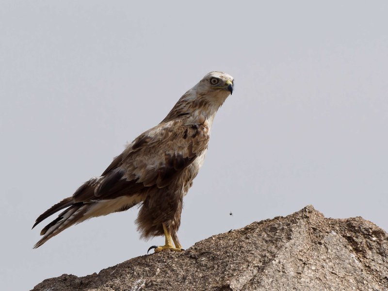 Buteo sp..jpg